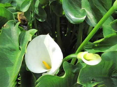 海芋风水|家里种海芋，让风水旺旺来！（家中摆放海芋，改善家居风水大有。